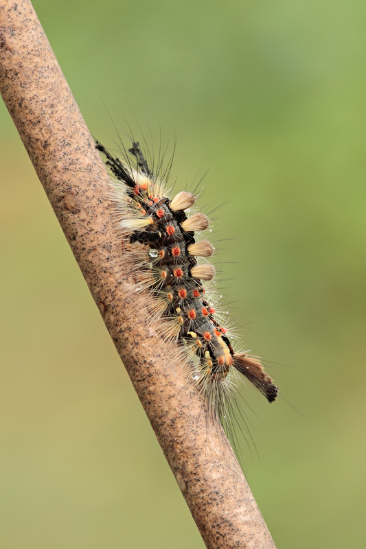 Vapourer Moth Caterpillar 1